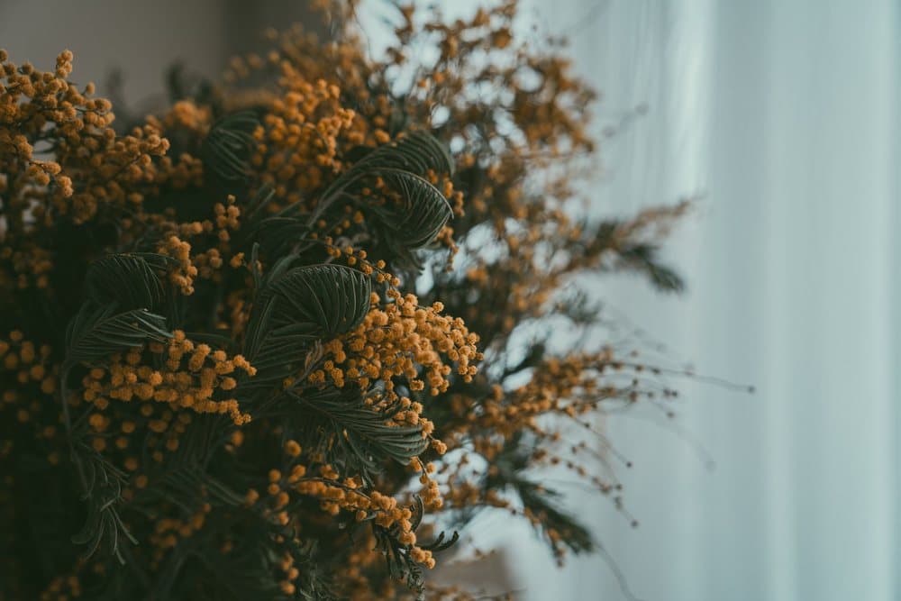 La Mimosa